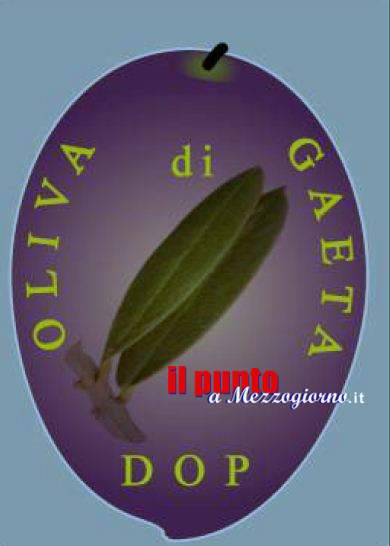 Passi avanti sul percorso del Dop per l’oliva di Gaeta