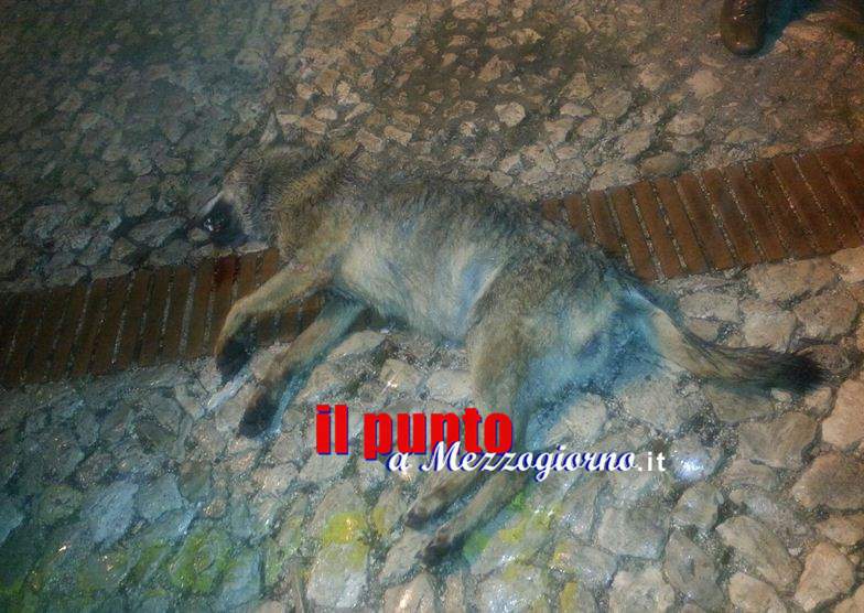 Un lupo in pieno centro a Veroli, investito ed ucciso da un’auto