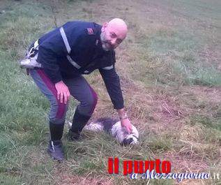 Cane abbandonato e ferito sulla strada a Pontecorvo, salvato dagli agenti della Polstrada di Cassino