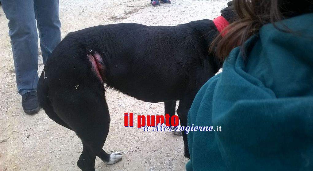 Cani seviziati con il fil di ferro alla Selvotta di Cassino, salvati dai volontari dell’Anpana