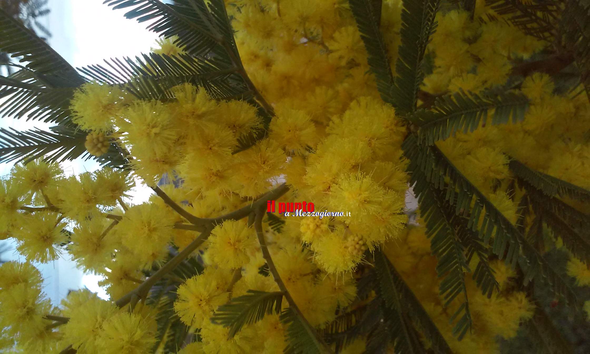 Una mimosa sarÃ  messa a dimora per la festa della donna. Appuntamento a Piedimonte San Germano