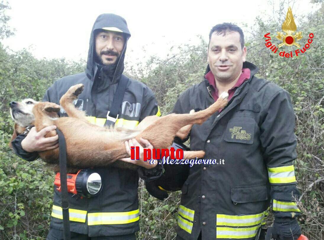 Cagnolino salvato dai vigili del fuoco. Il cucciolo Lillo era rimasto intrappolato tra i rovi