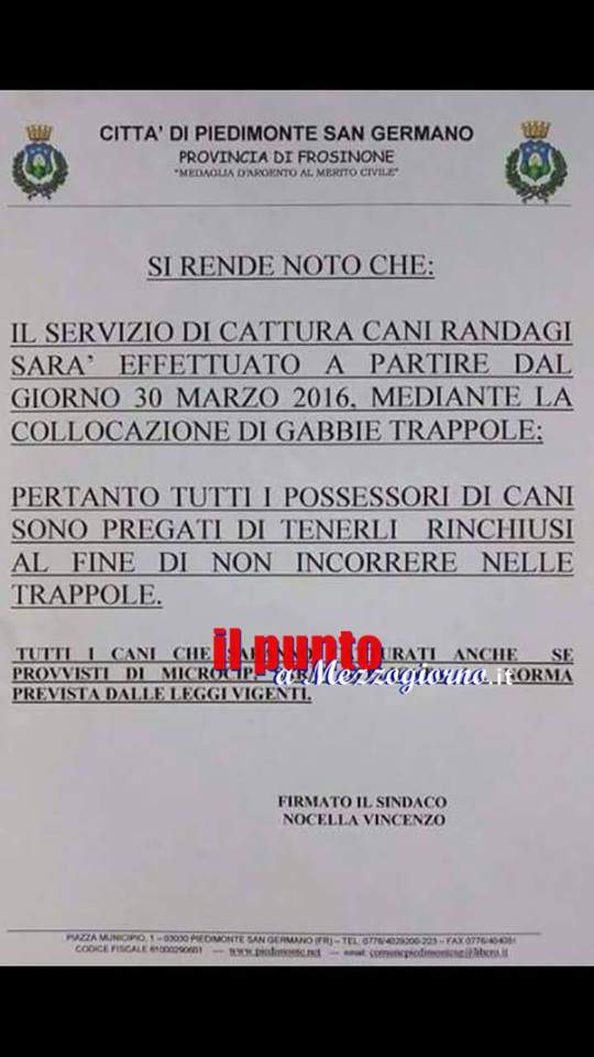 Iniziativa di cattura di randagi a Piedimonte, Aidaa minaccia denunce