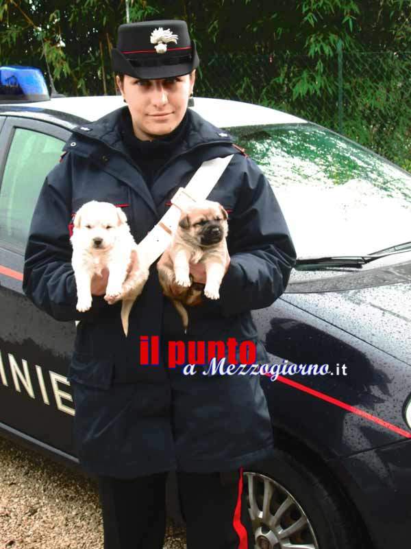Acuto, cuccioli di cane abbandonati salvati e presi in custodia da un carabiniere