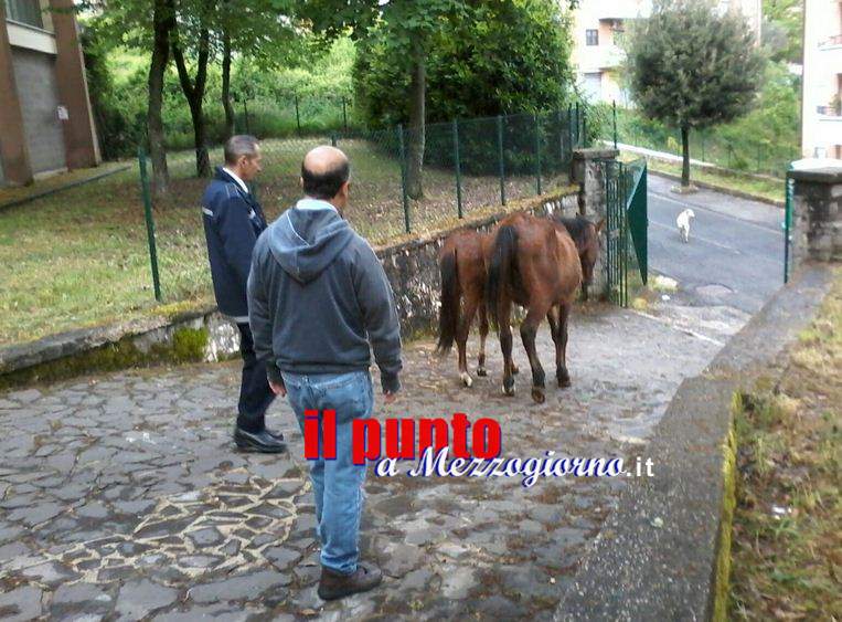 Cavalli a scuola a Carpineto Romano, allontanati dai vigili urbani