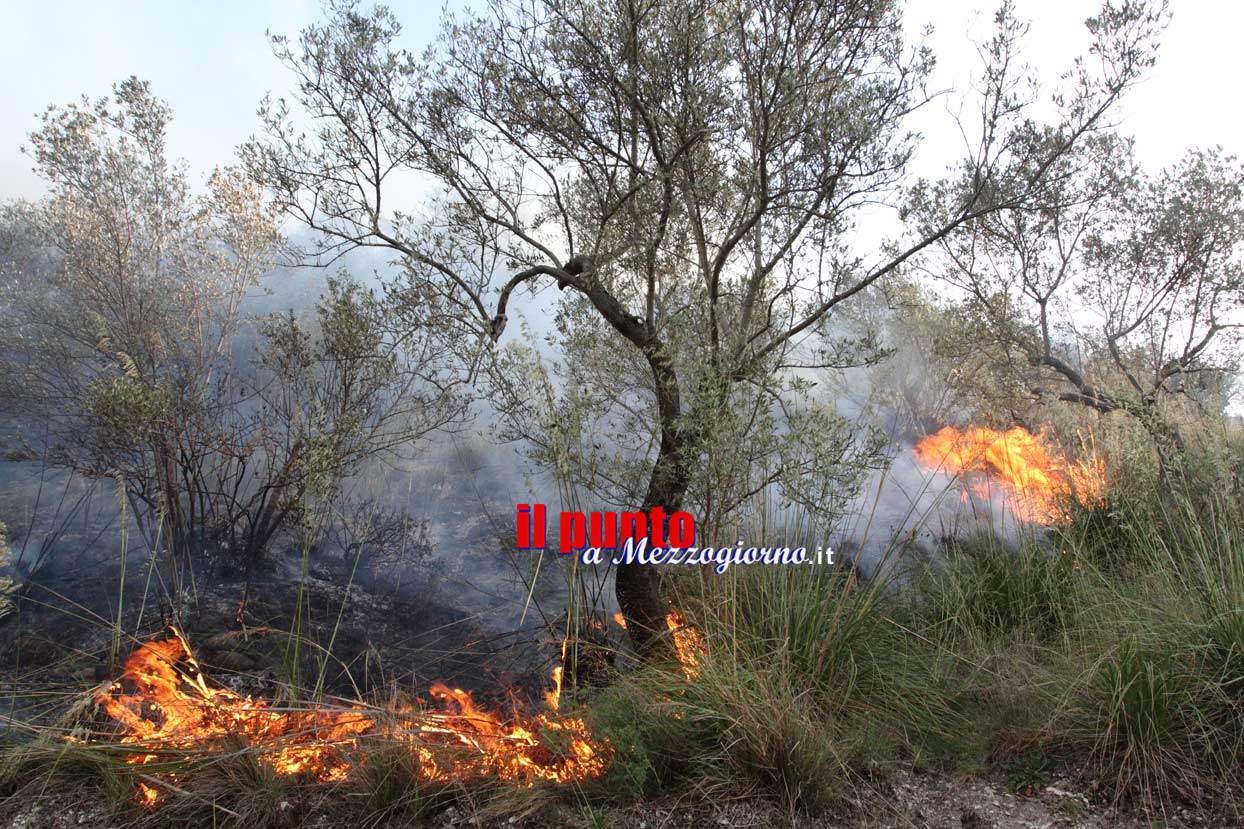 Incendi boschivi. Animali usati come torce. Allarme di Aidaa