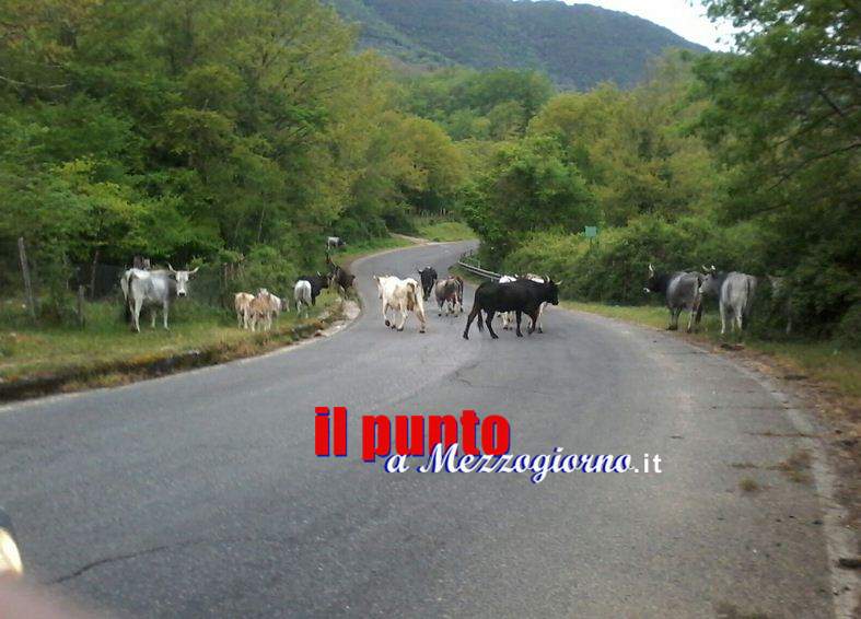 Cavalli e mucche pericolo per i cittadini, il sindaco di Carpineto: “Bisogna intervenire prima che sia tardi”