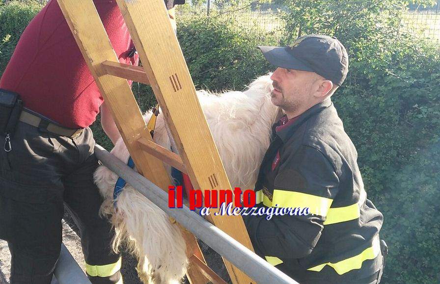 Cane caduto nel canale ad Aquino, TotÃ² salvato dai vigili del fuoco