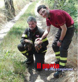 Gettati nel fiume Liri ad Esperia, tre cagnolini salvati dai vigili del fuoco
