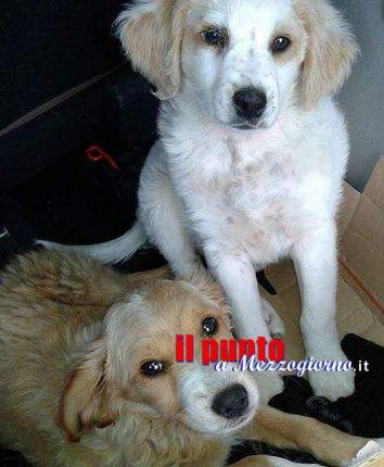 Randagismo a Cassino, 47 cani sterilizzati. Altieri (Anpana): “Iniziato giusto viatico”