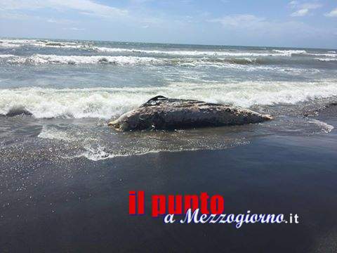 Recuperata la carcassa di un delfino spiaggiata a Tarquinia Lido