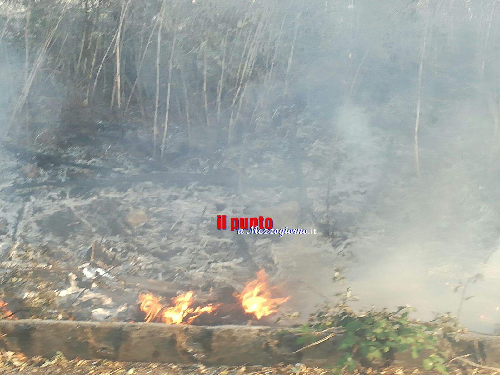 Animali usati torce torce per incendiare boschi, l’allarme di Aidaa