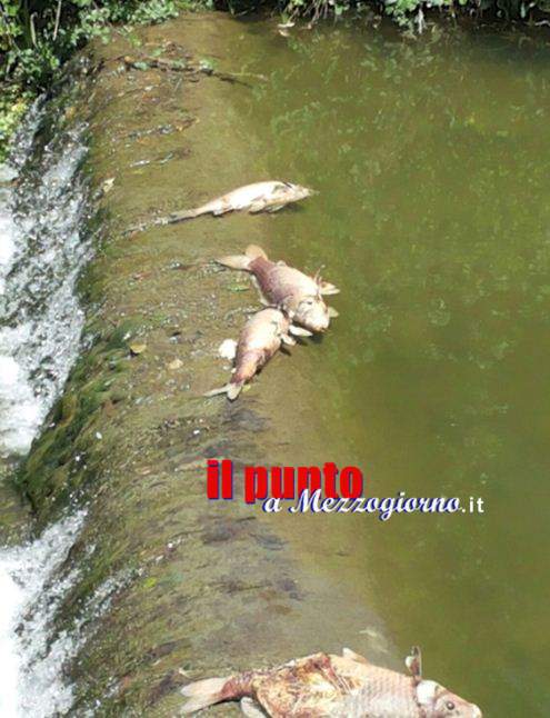 Misteriosa moria di pesci nel Rio Faio a Sant’Angelo, indaga la Provinciale