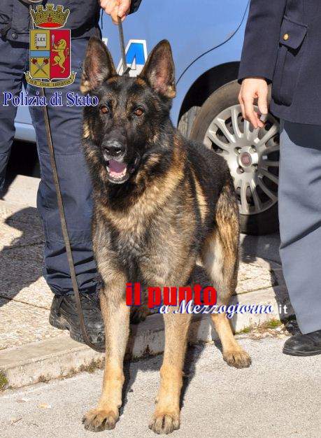 Frosinone e Sora, controlli della polizia diretti a prevenzione dai furti e spaccio stupefacenti