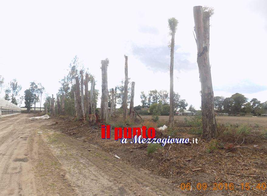 Fa tagliare 100 alberi di eucalipto della Regione, denunciata imprenditrice a Sabaudia