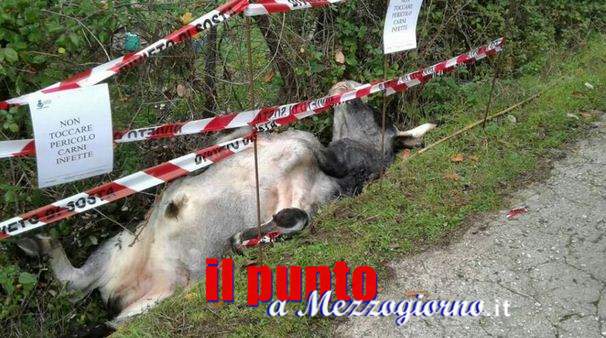 Mucche e tori in centro a Carpineto, firmata ordinanza di abbattimento