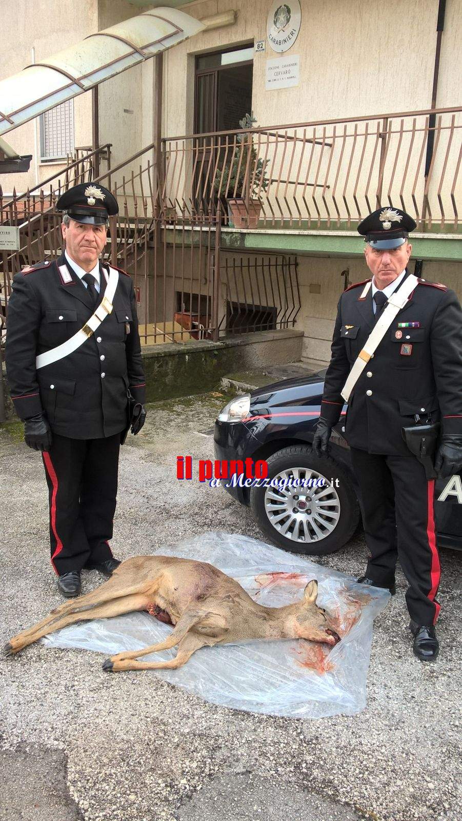 San Vittore del Lazio – Sparano e uccidono un capriolo, denunciati due cacciatori