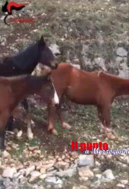 Moto contro cavallo a Guarcino, centauro ferito e allevatore denunciato