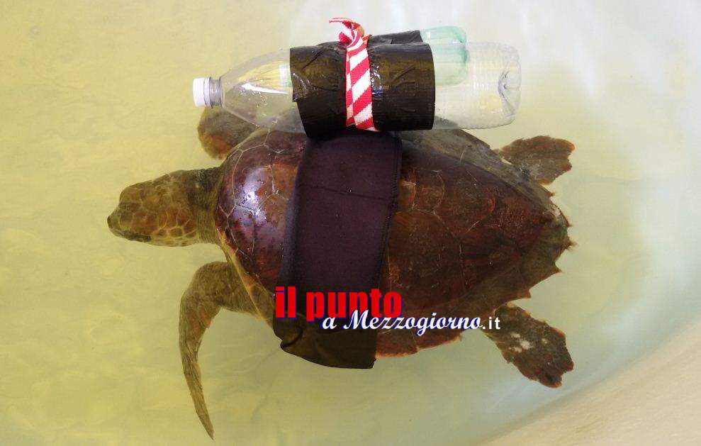 Tartaruga spiaggiata soccorsa e medicata a Zoomarine