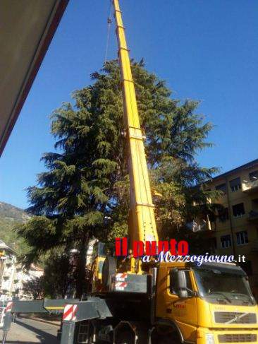 Giardinieri “volanti” a Cassino per monitorare il grosso abete in piazza Toti