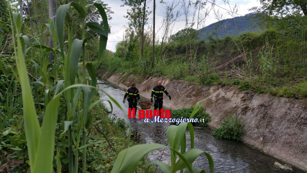 Randagismo a Cassino, l’impegno delle volontarie tra cani salvati ed altri abbandonati