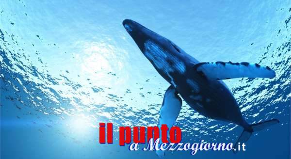 Blu whale: tra rischi e bufale on line – 3 fine
