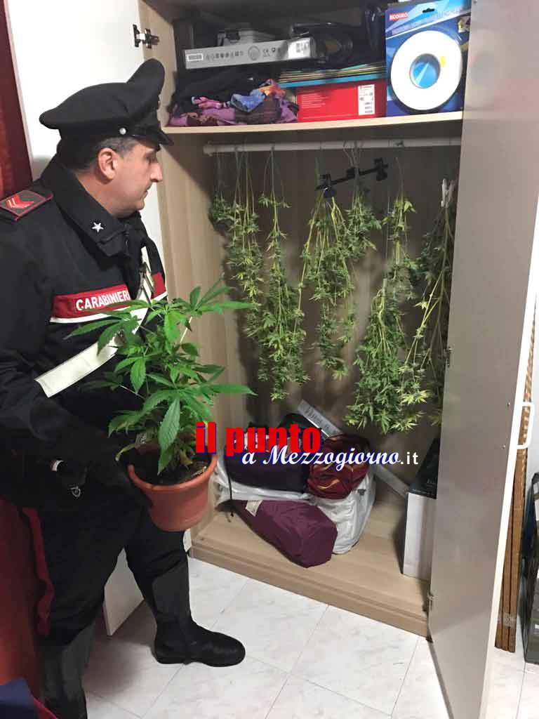 Albano Laziale – Coltivava marijuana in casa, 64enne arrestata