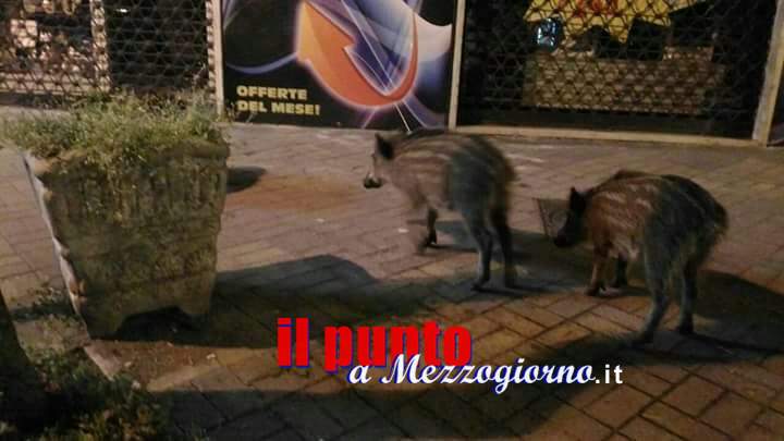 Cani e gabbie per contrastare a Cassino l’invasione dei cinghiali