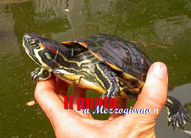 Venafro: Rinvenuto nel torrente Rava un esemplare di tartaruga dalle guance rosse