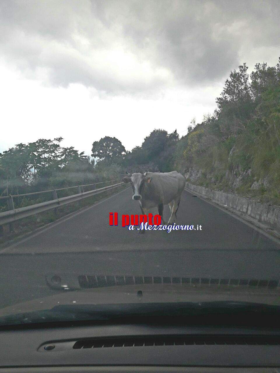 Mucche al “pascolo” sulla Provinciale per Montecassino, rischio incidenti
