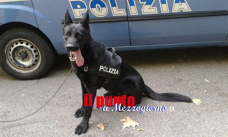 Sora, controlli antidroga della polizia, segnalato all’A.G. un giovane con 34 grammi di marijuana