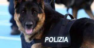 Frosinone: casalinga nascondeva hashish nellâ€™aspirapolvere, scoperta da cane poliziotto