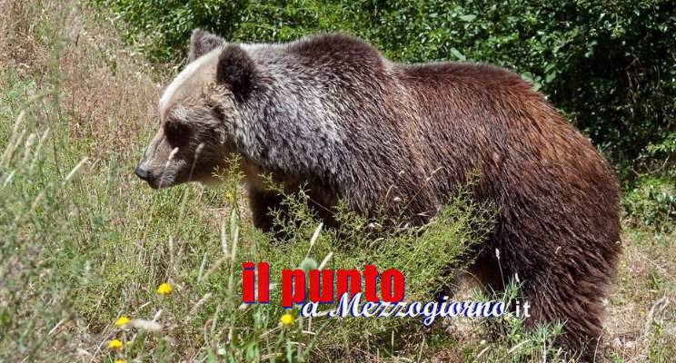 Faccia a faccia con l’orso marsicano, escursionisti (ed orso) terrorizzati a Filettino