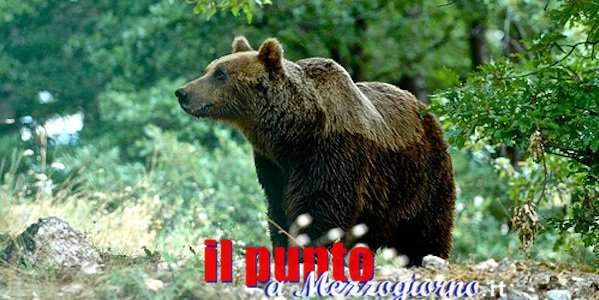 Da Rimini a Civitella Alfedena una mobilitazione in difesa dell’Orso Marsicano