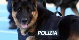 Cassino – Polizia di Stato: è “guerra” continua allo spaccio, altro arresto
