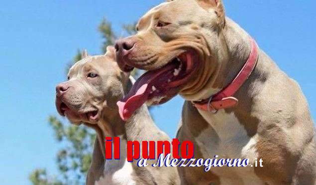 Pitbull in stato di abbandono sul balcone a Cassino, denunciato 30enne