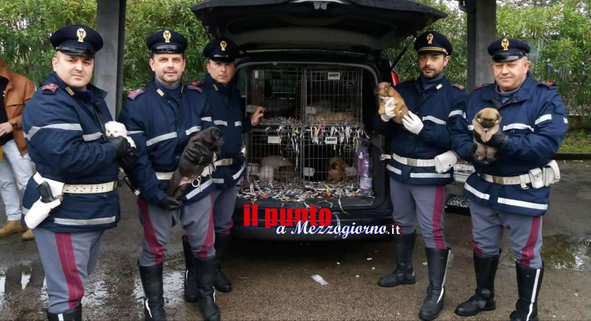 Cuccioli di cane stipati in gabbie, sequestrati sull’A1 a Cassino 59 cani