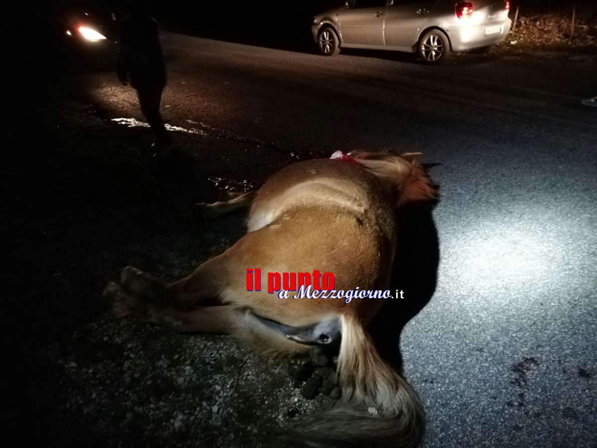 Cavallo giustiziato a colpi di pistola a Collepardo, indagini in cors