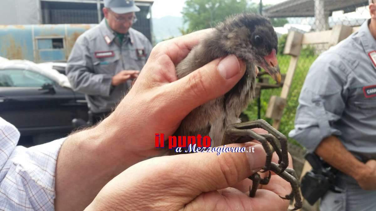 Si perde nell’officina meccanica, gallinella d’acqua recuperata e rimessa in libertà