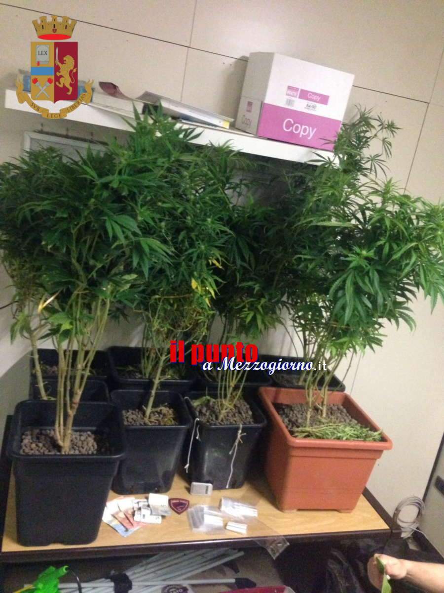 Narcoagricoltore in corso Trieste, ventenne trovato con 10 piante di marijuana nella cameretta Narcoagricoltore in corso Trieste, ventenne trovato con 10 piante di marijuana nella cameretta