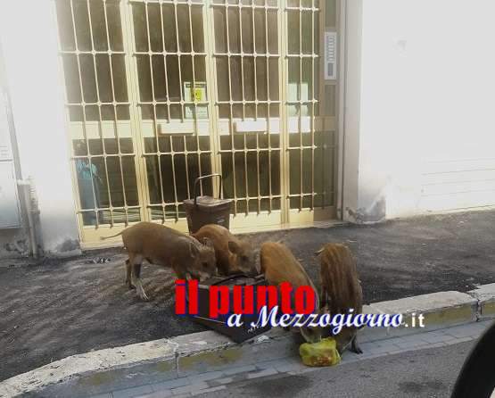 Quattro cuccioli di cinghiale tranquillamente a spasso in via del Foro in cerca di cibo