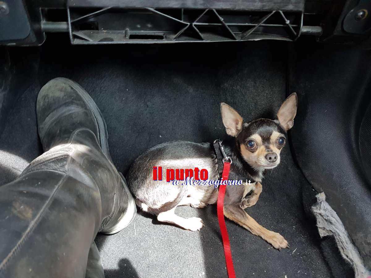 Pincher sull’A1 salvato da agenti della Stradale, il cane correva impaurito tra una corsia e l’altra Pincher sull’A1 salvato da agenti della Stradale, il cane correva impaurito tra una corsia e l’altra