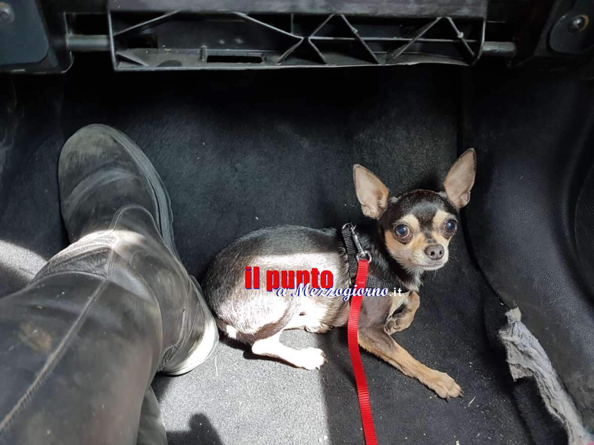 Pincher sull’A1 salvato da agenti della Stradale, il cane correva impaurito tra una corsia e l’altra