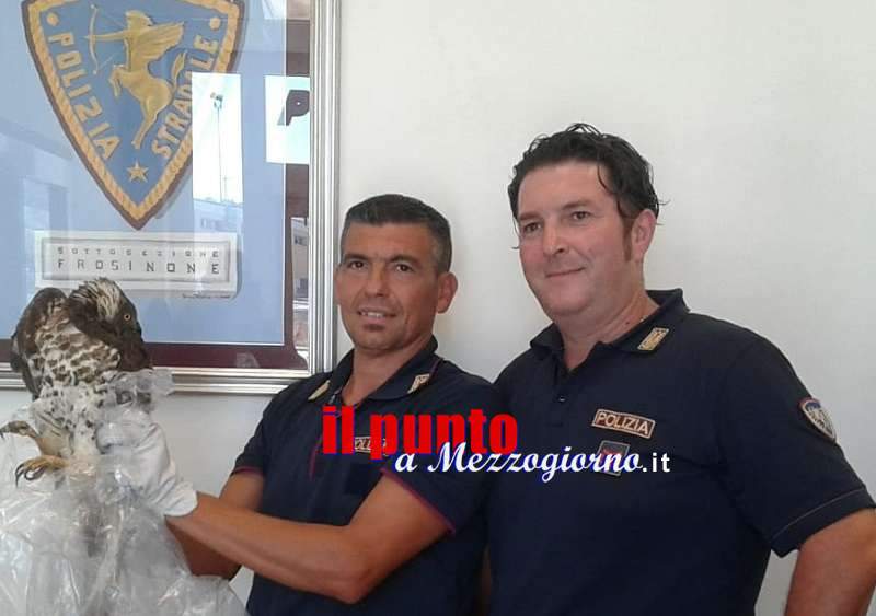 Rapace investito sull’A1, soccorso e salvato dagli agenti della Polstrada a Frosinone Rapace investito sull’A1, soccorso e salvato dagli agenti della Polstrada a Frosinone