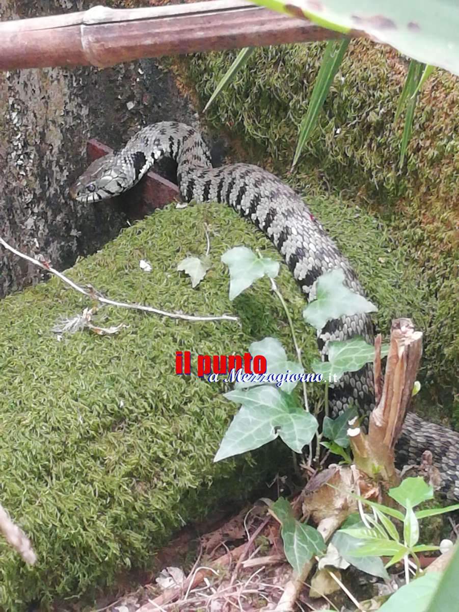 FOTO – Vipera in giardino a Sant’Elia Fiumerapido, intervento del vigili del fuoco