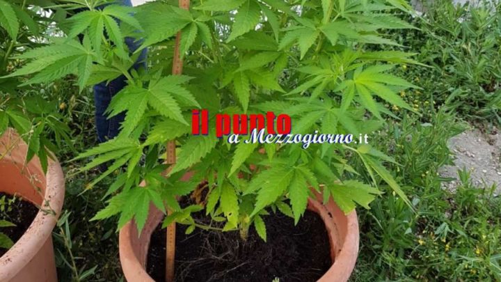 Coltivava marijuana nei vasi di gerani a Fiuggi, arrestato 31enne
