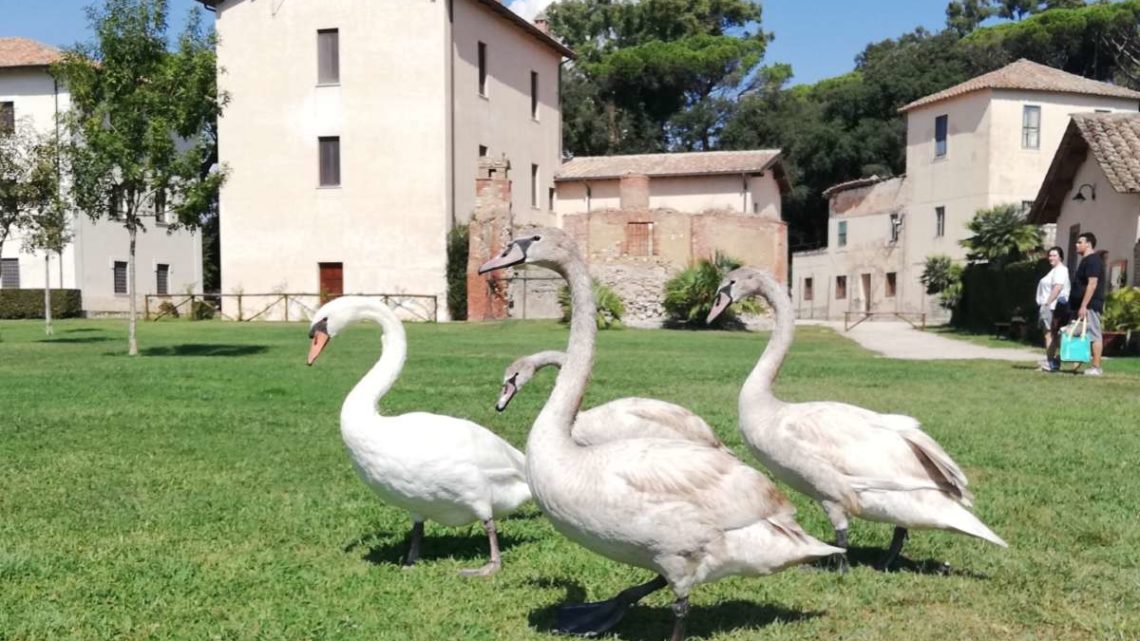Famiglia di cigni “atterra” a Fogliano e lo sceglie per svernare