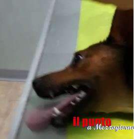 Cani avvelenati a Cassino, due meticci in gravi condizioni