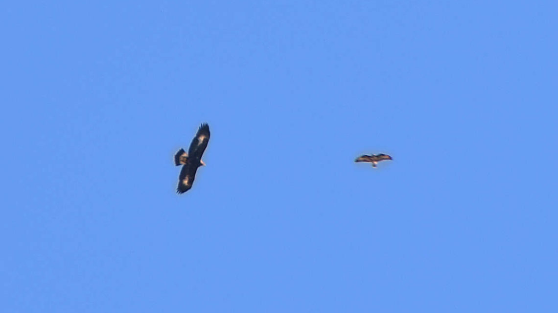 Aquila reale avvistata nel Parco dei Monti Aurunci a Formia,