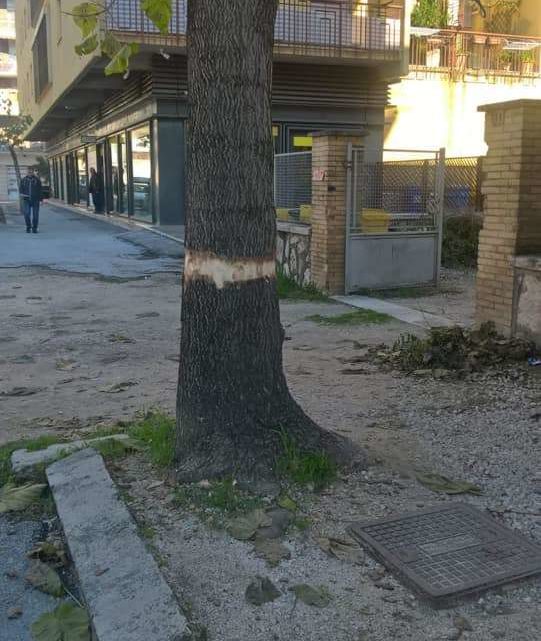 Cassino, ora l’inciviltà arriva ad “incidere” la corteccia degli alberi per farli morire